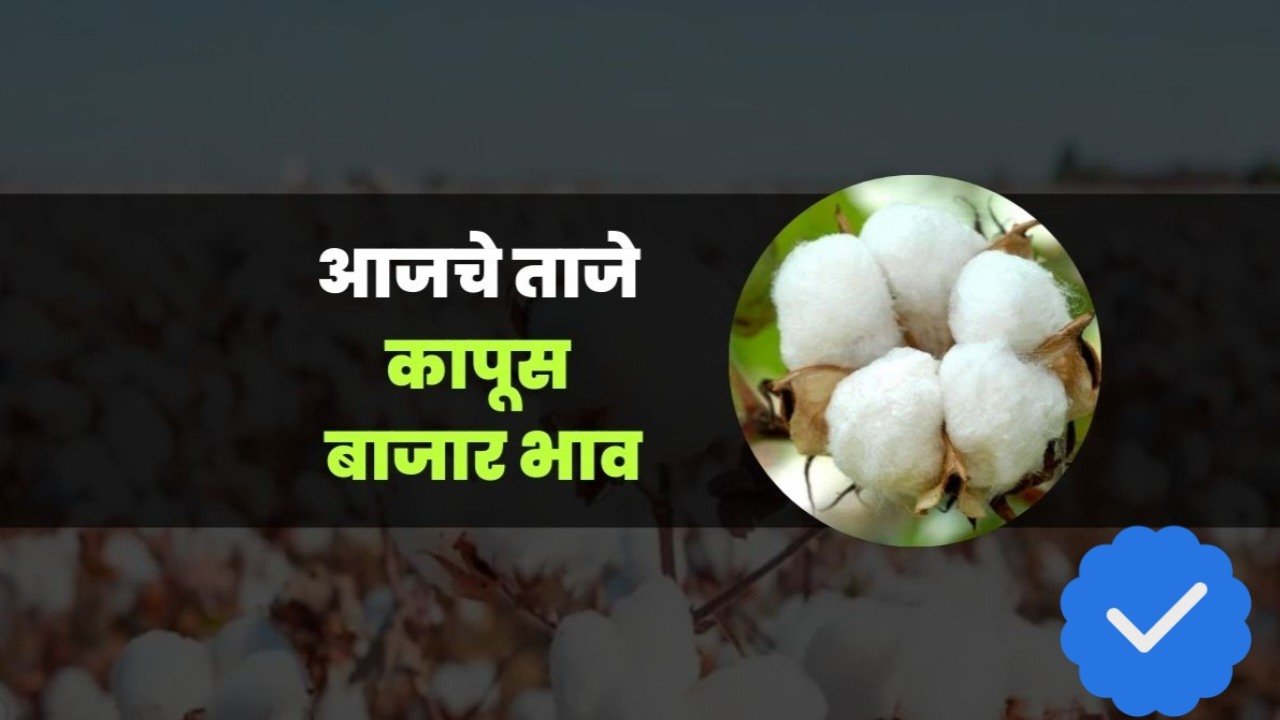 आजचे कापूस बाजारभाव; पहा कोणत्या बाजारसमितीत मिळत आहे सर्वाधिक दर; Cotton Rates Today